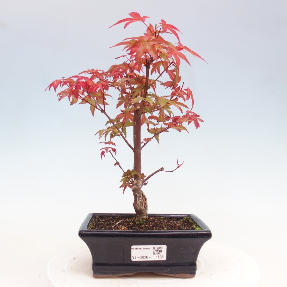 Kültéri bonsai - Acer palmatum DESHOJO