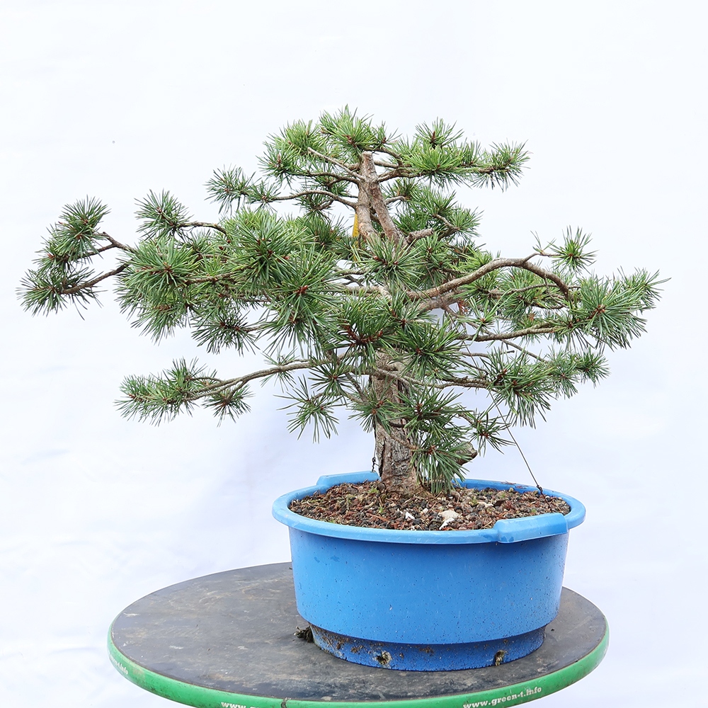 Pinus sylvestris Spanyolország – erdei fenyő