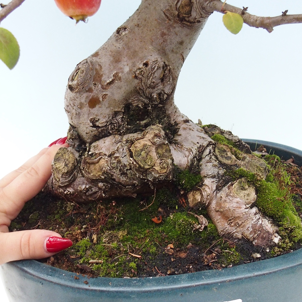 Kültéri bonsai -Malus halliana - Kis gyümölcsű almafa