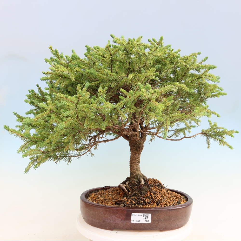 Kültéri bonsai – Picea glauca Echiniformis – Szürke fenyő