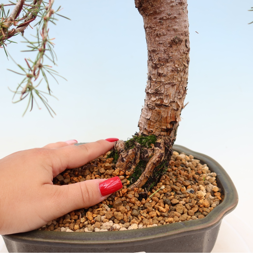 Kültéri bonsai - Larix decidua - vörösfenyő