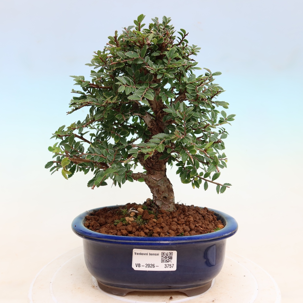 Kültéri bonsai - Zelkova - Zelkova NIRE