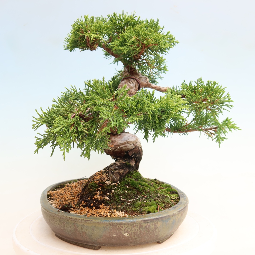 Kültéri bonsai - Juniperus chinensis Itoigawa-Juniperus chinensis