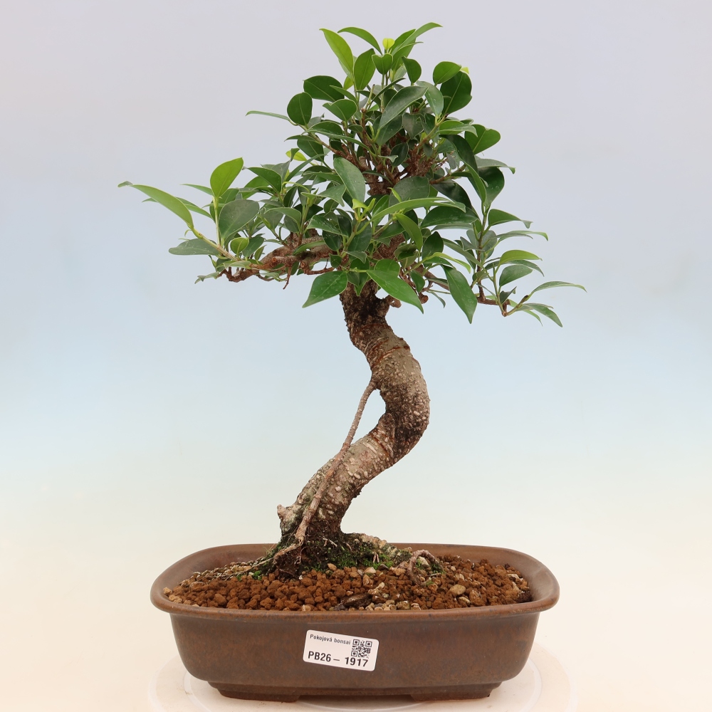 Szobai bonsai - Ficus kimmen - kislevelű fikusz