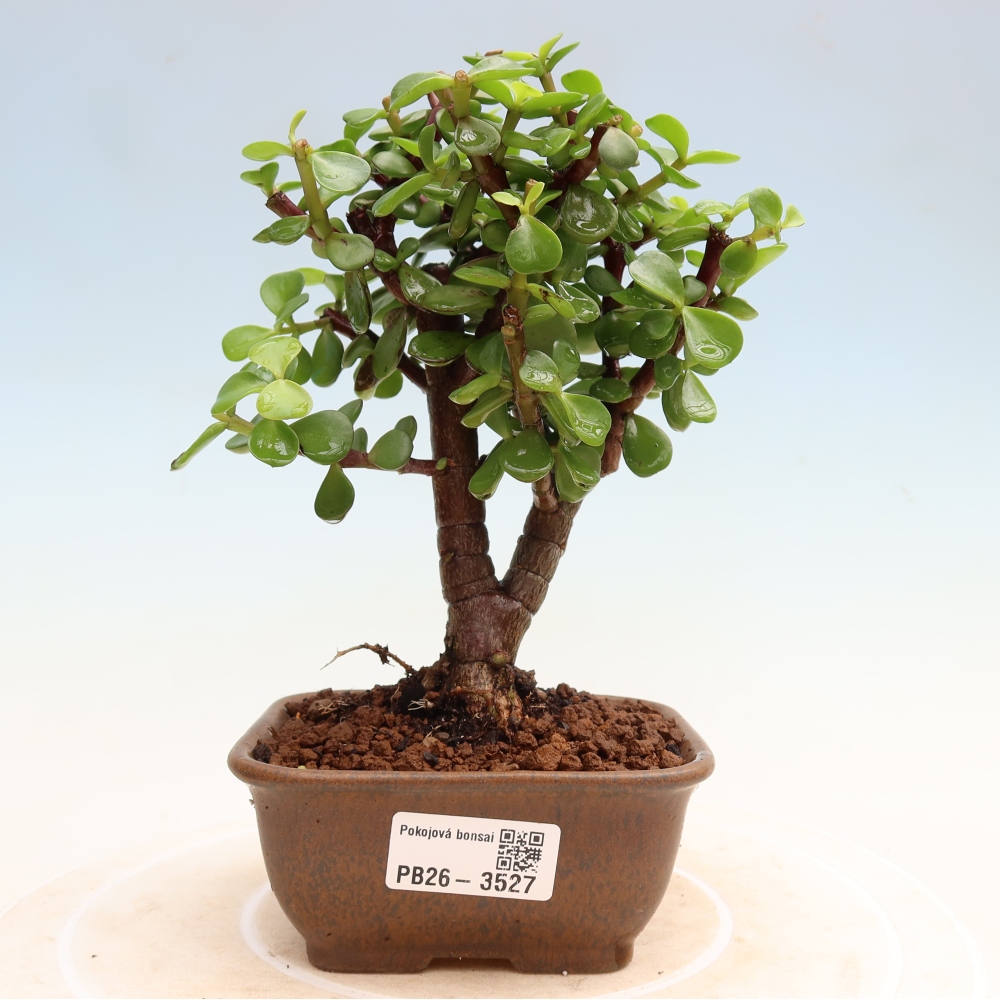 Szoba bonsai - Portulakaria Afra - Tlustice
