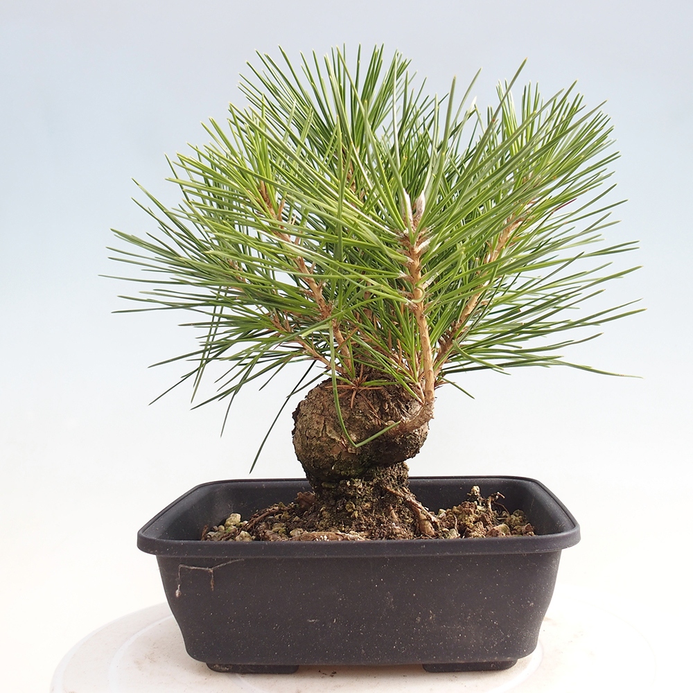 Kültéri bonsai - Pinus thunbergii - Thunberg fenyő
