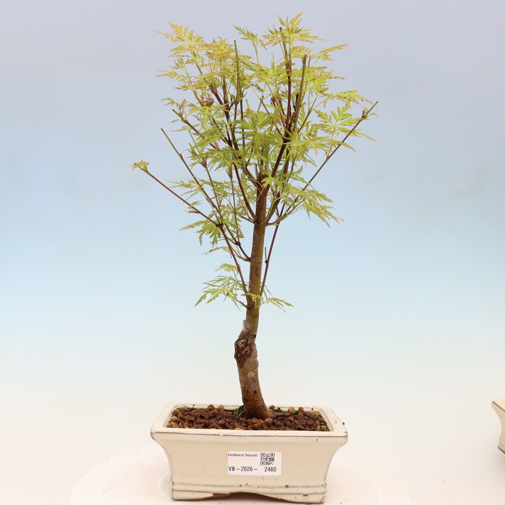 Kültéri bonsai - Acer palmatum Dissectum