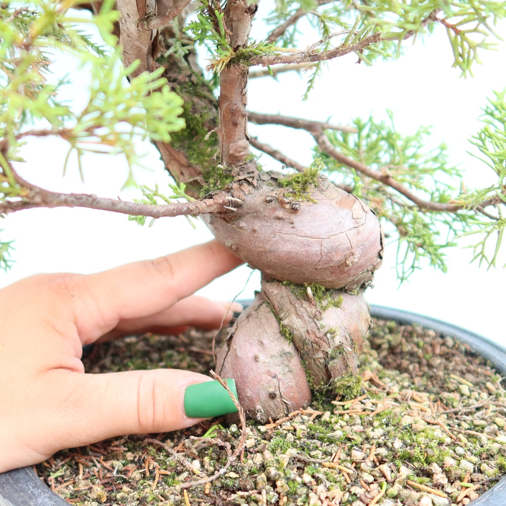 Kültéri bonsai - Juniperus chinensis Itoigawa-Juniperus chinensis