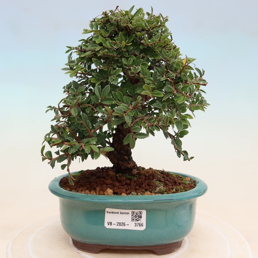 Kültéri bonsai - Zelkova - Zelkova NIRE