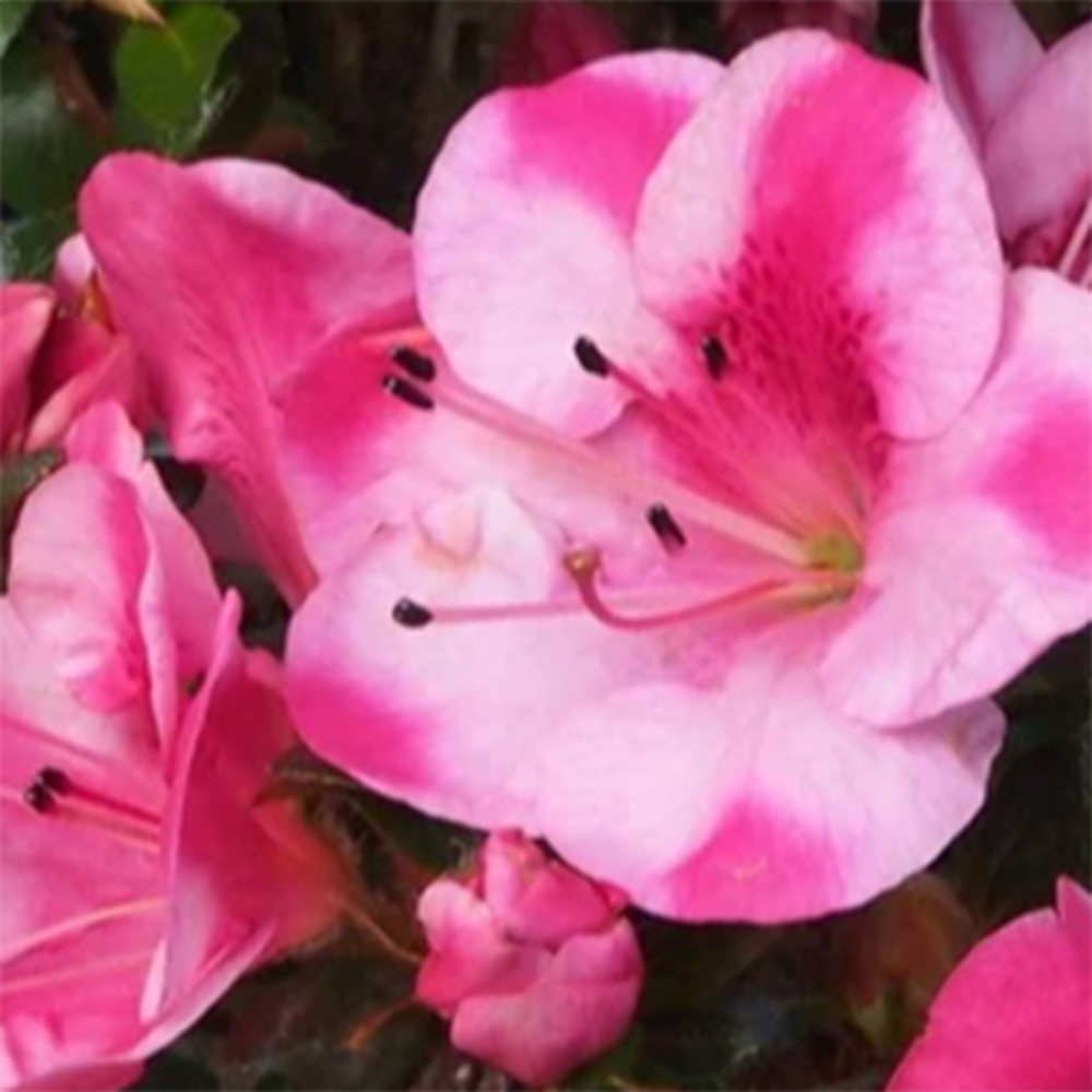 Kültéri bonsai - Japán azálea - Azalea Kobai