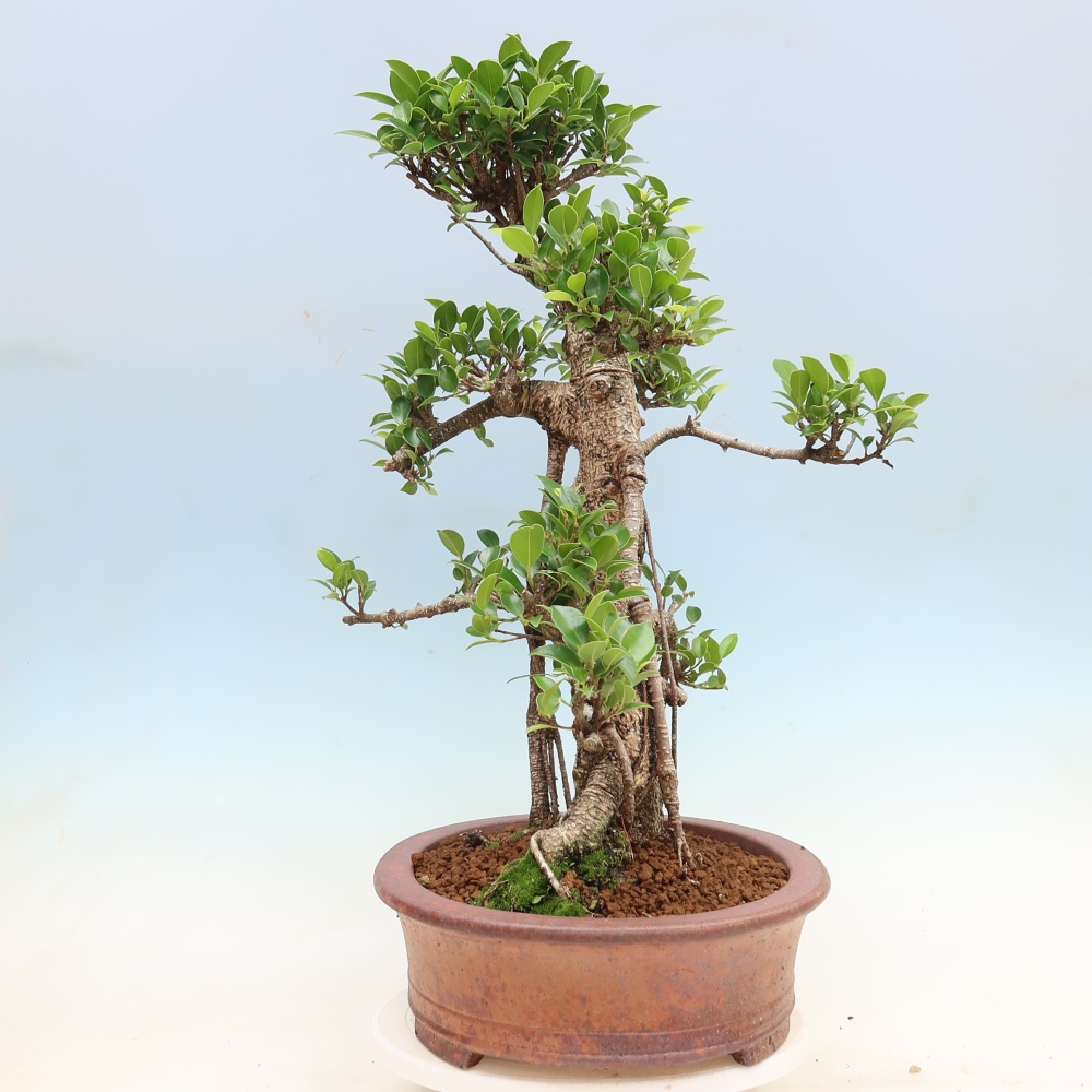 Szobai bonsai - Ficus kimmen - kislevelű fikusz