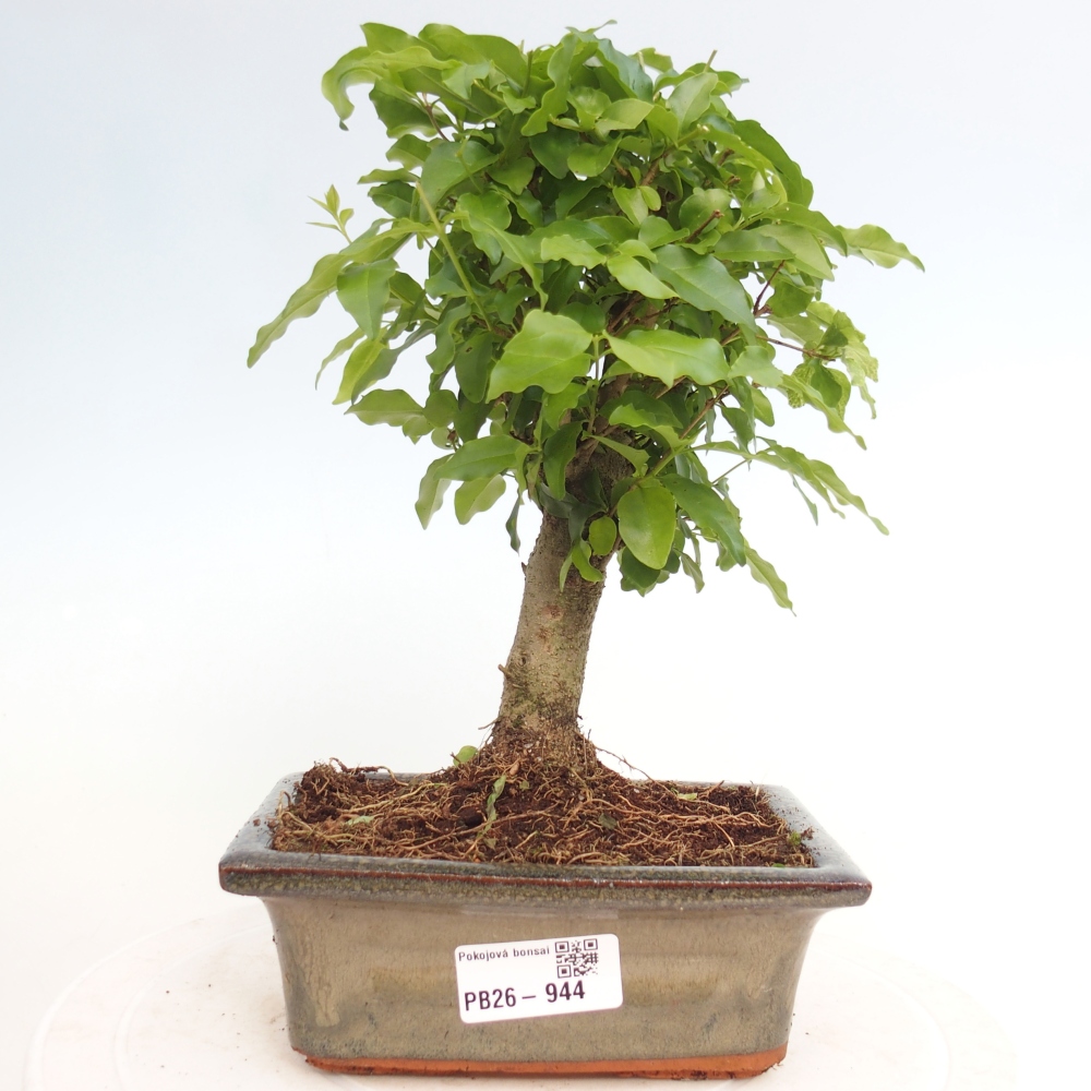 Szobai bonsai -Ligustrum chinensis - Madárcsőr