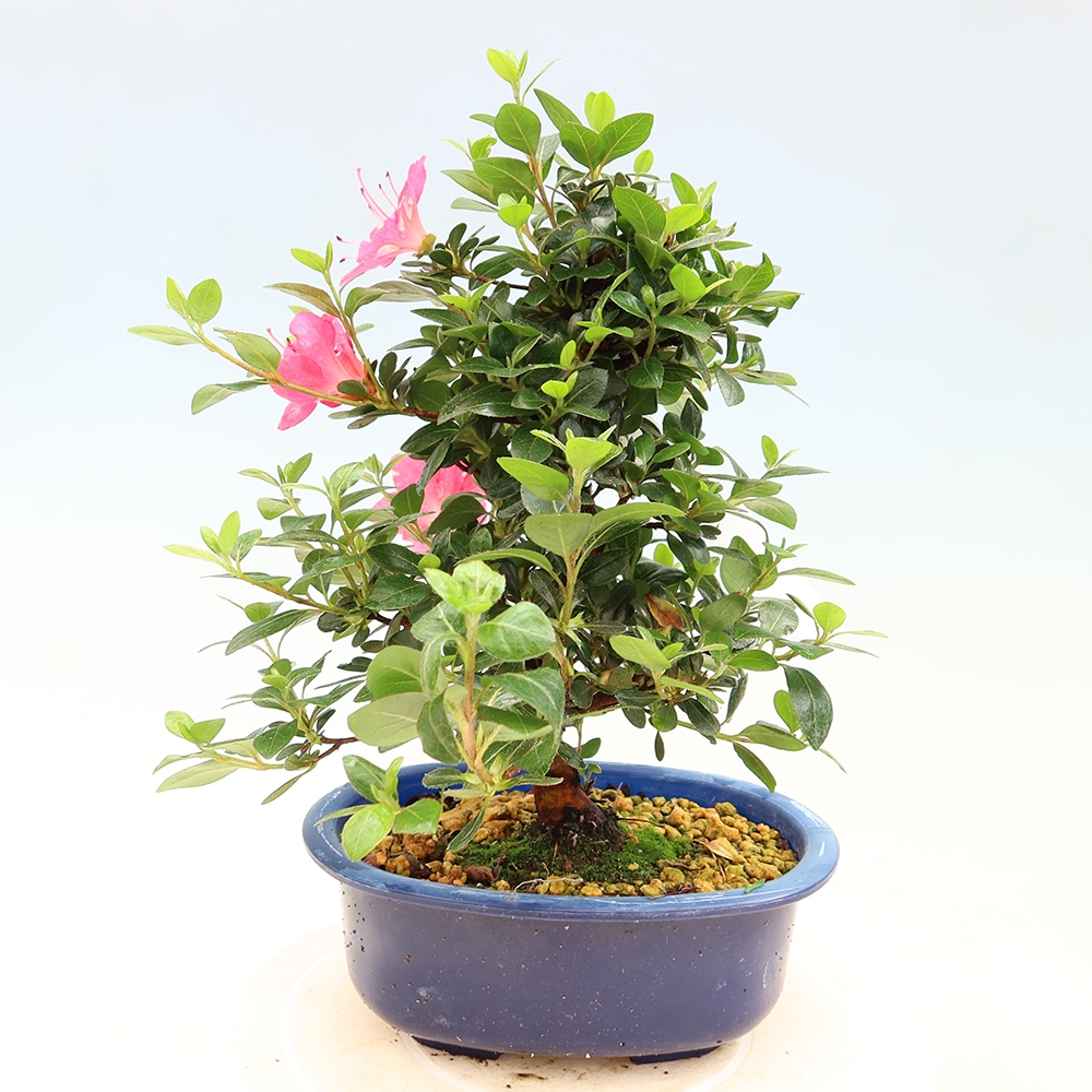 Kültéri bonsai - Japán azálea - Azalea Kobai