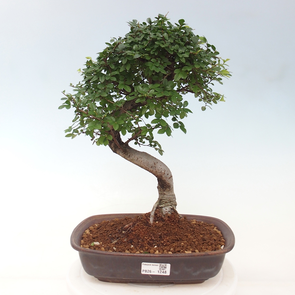 Szobai bonsai - Ulmus parvifolia - Kislevelű szilfa