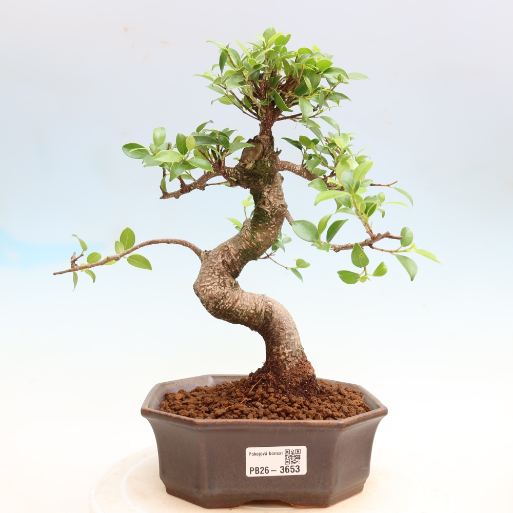 Szobai bonsai - Ficus kimmen - kislevelű fikusz