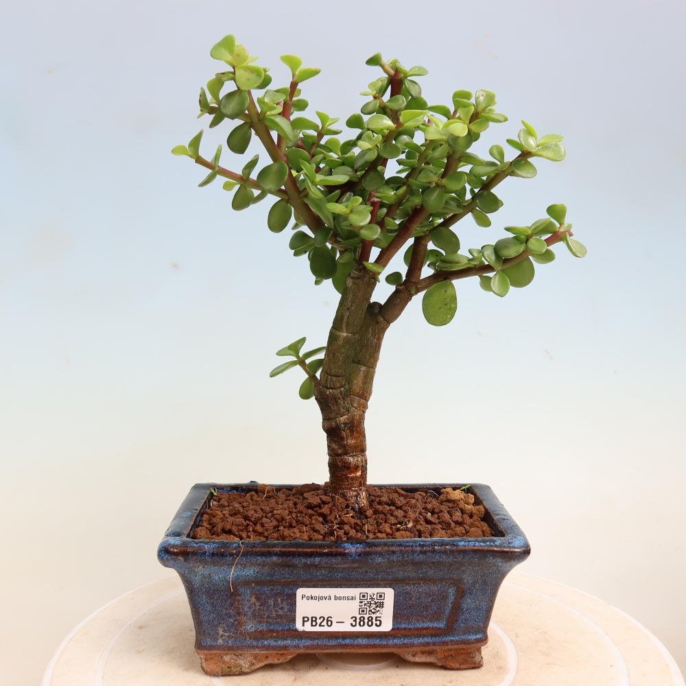 Szoba bonsai - Portulakaria Afra - Tlustice