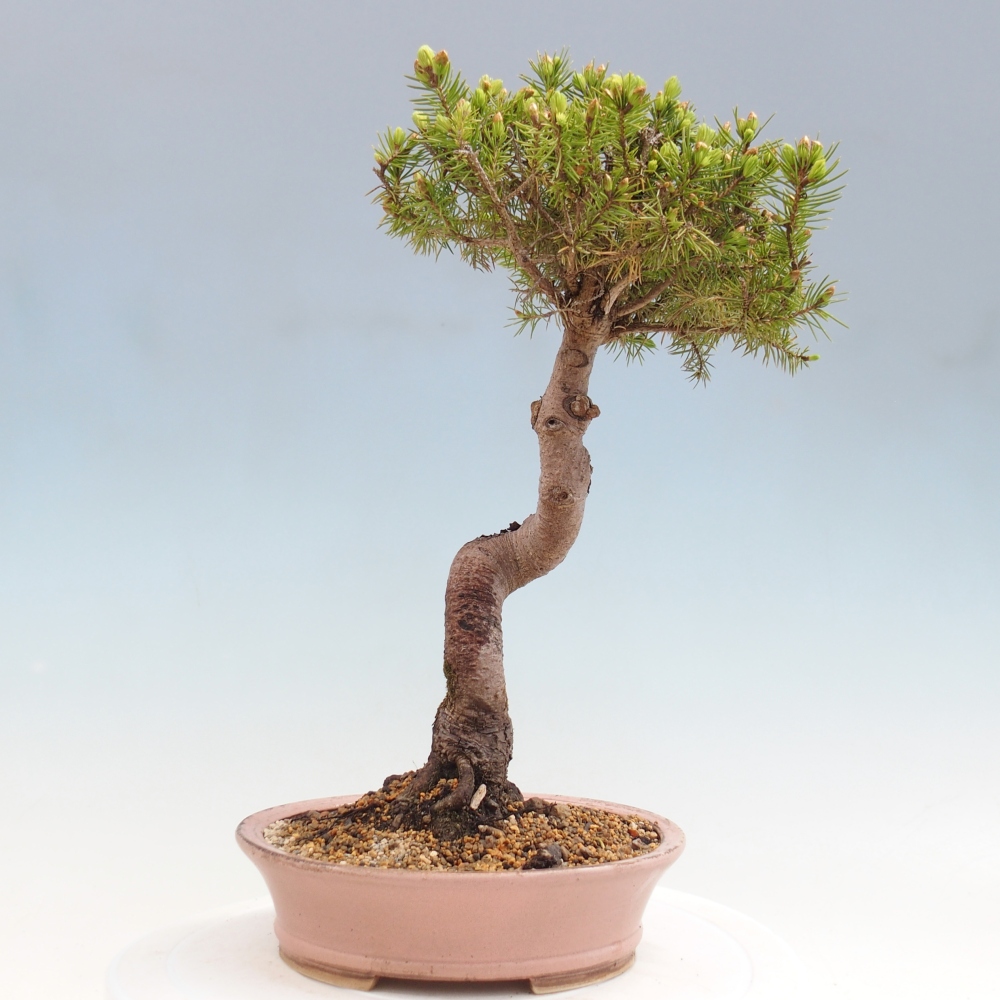 Kültéri bonsai - lucfenyő - Picea glauca globe