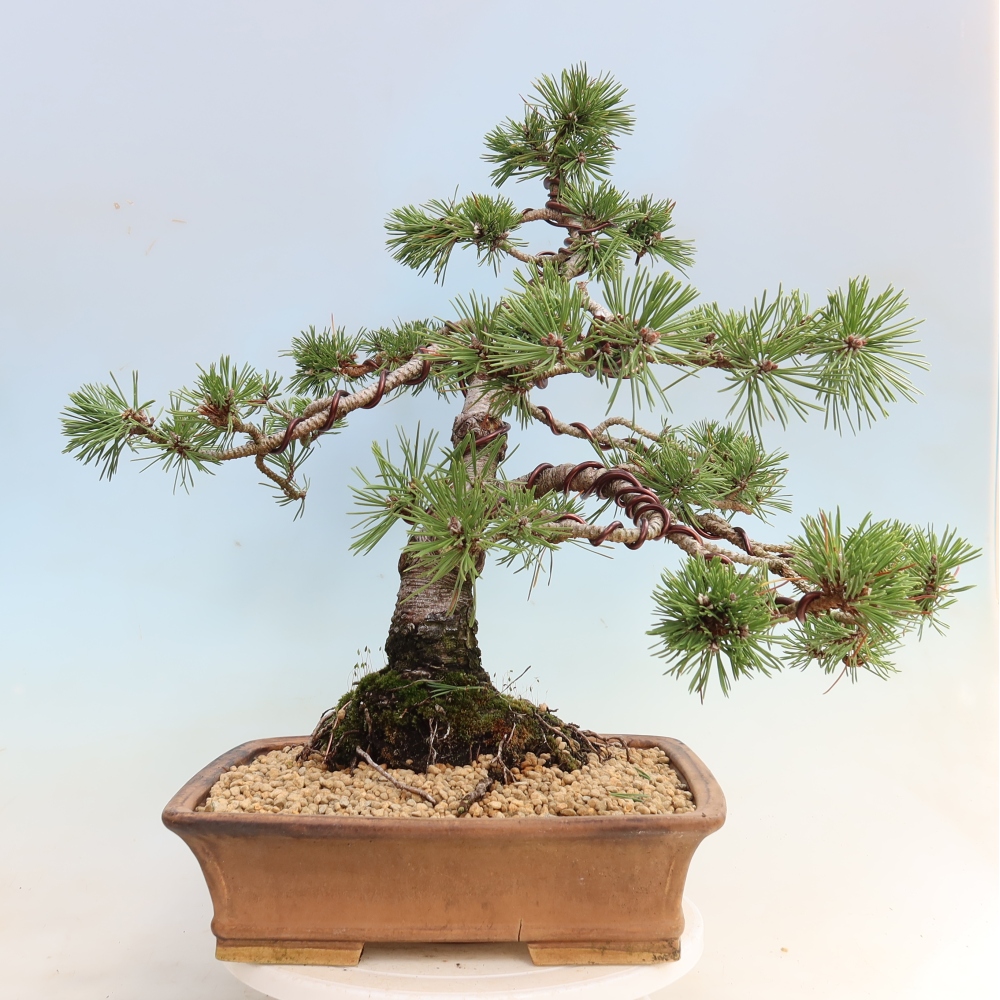 Kültéri bonsai – Pinus mugo Humpy – Törpefenyő