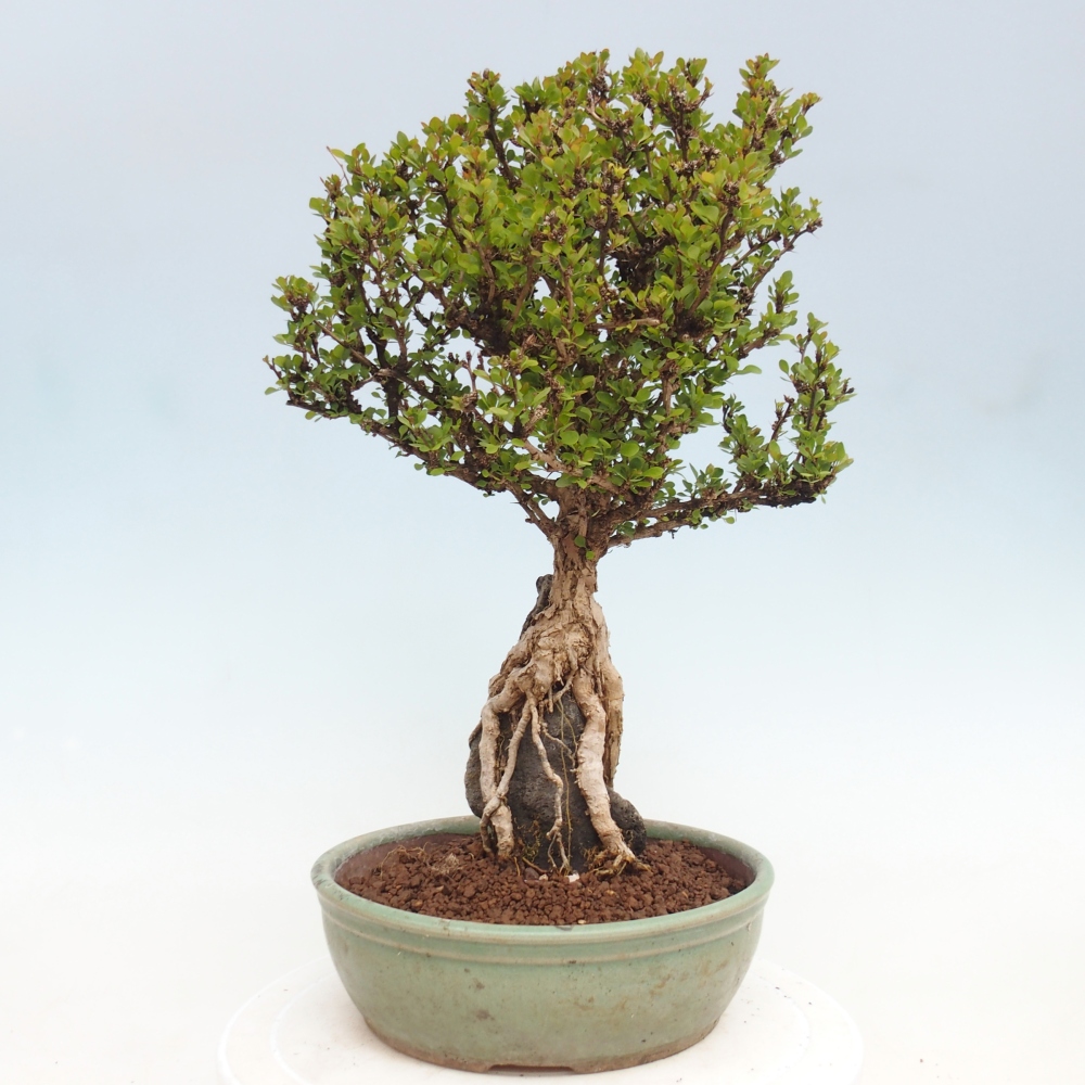Kültéri bonsai - Berberis coreana