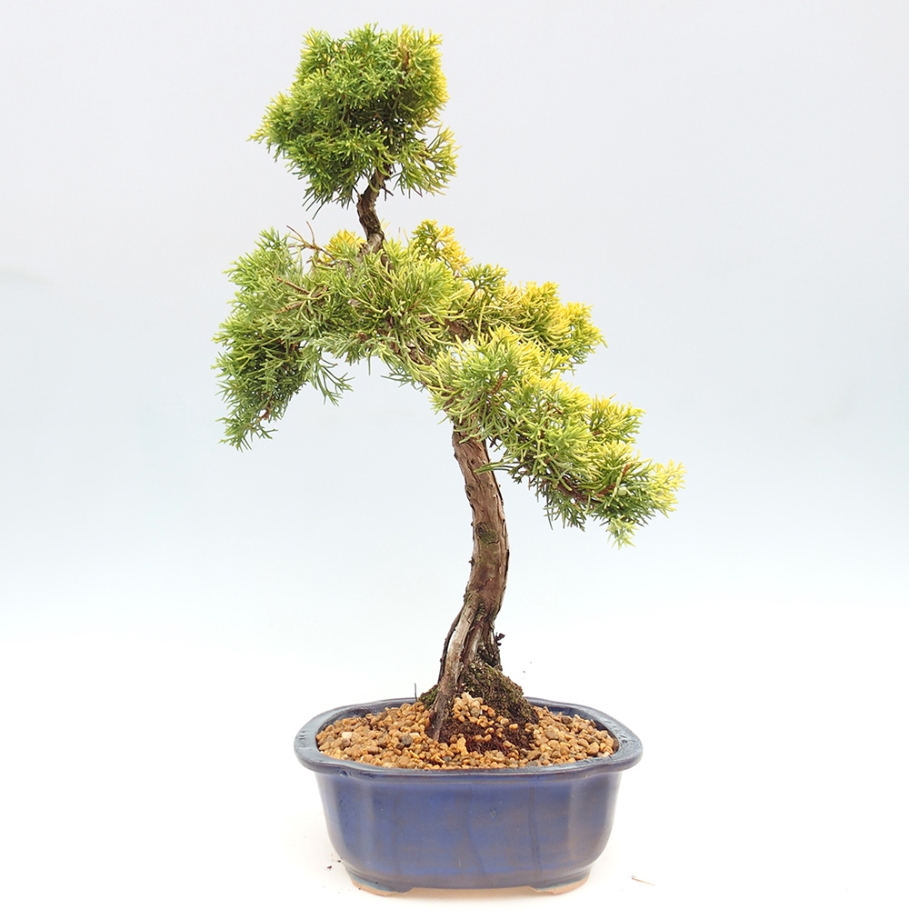 Kültéri bonsai - Juniperus chinensis plumosa aurea