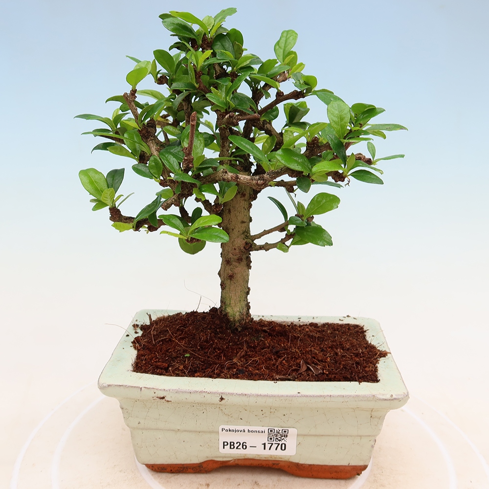Szobai bonsai - Carmona macrophylla - Tea fuki