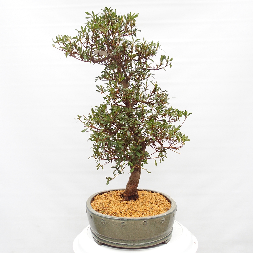 Kültéri bonsai - japán azálea - Azálea CHIHIRO