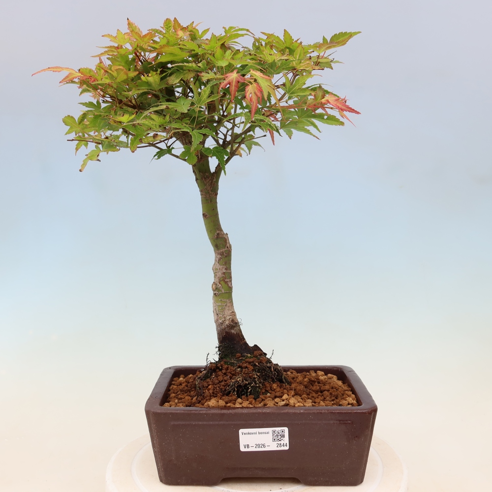 Juhar - Acer palmatum Beni Tsukasa