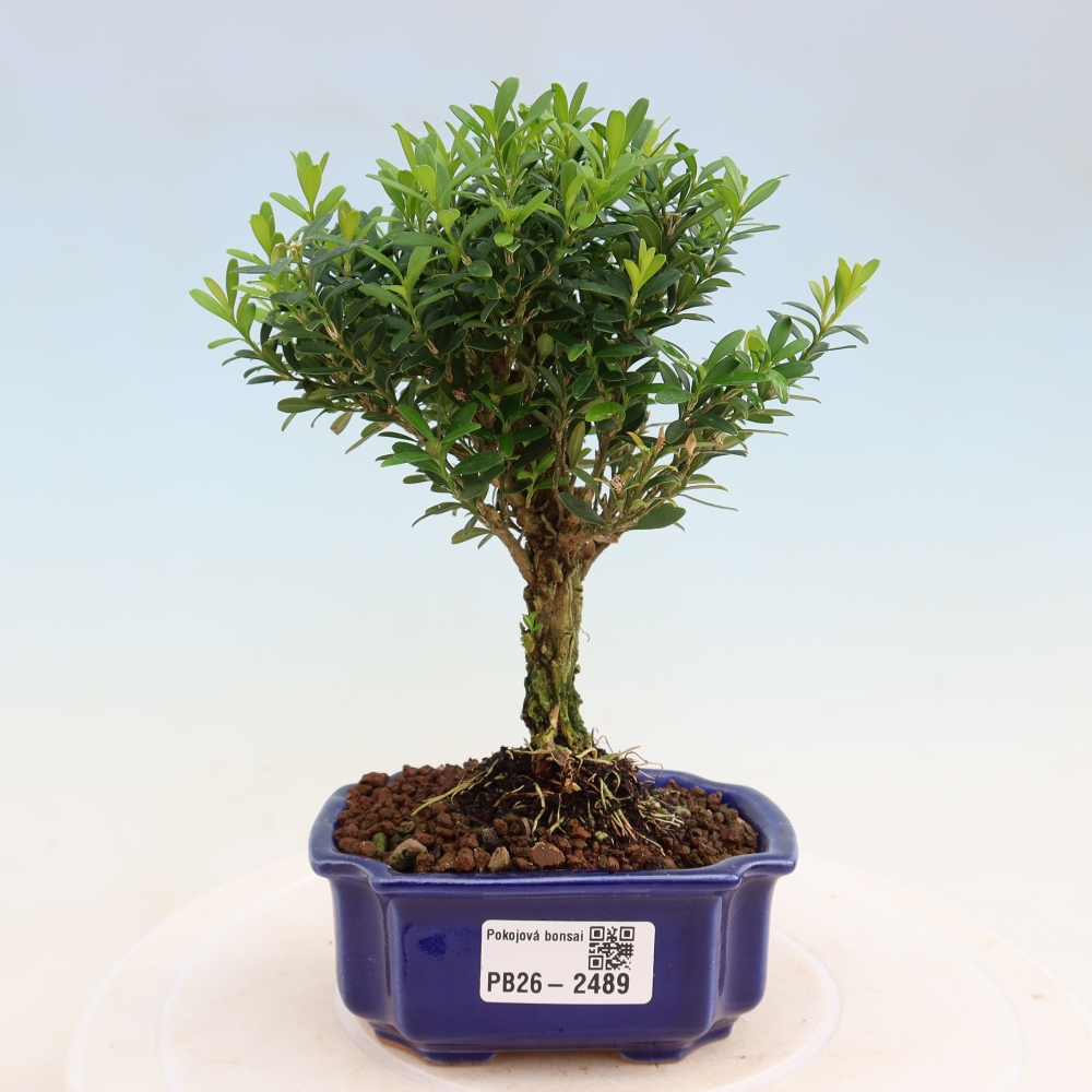 Szobai bonsai - Buxus harlandii - parafa buxus