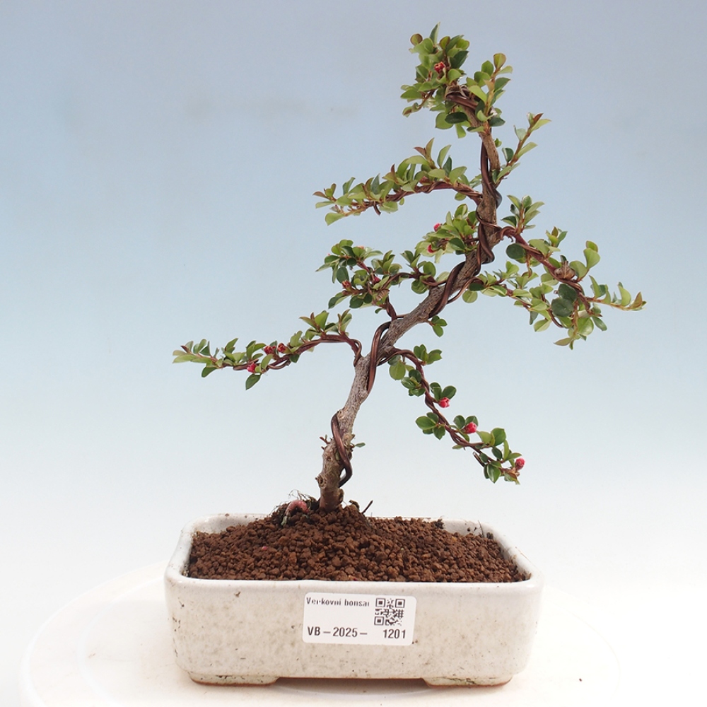 Kültéri bonsai - Cotoneaster horizontalis - Rocky Mountain