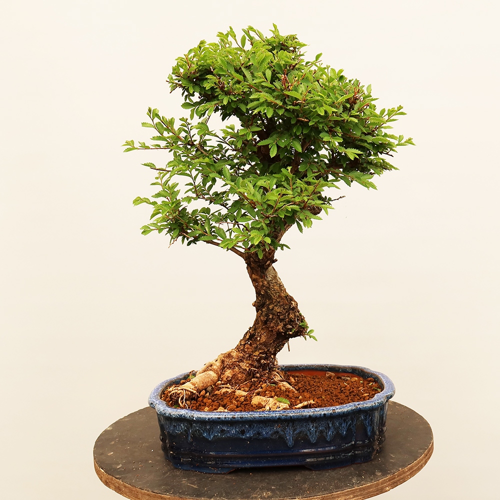 Kültéri bonsai - Zelkova - Zelkova NIRE