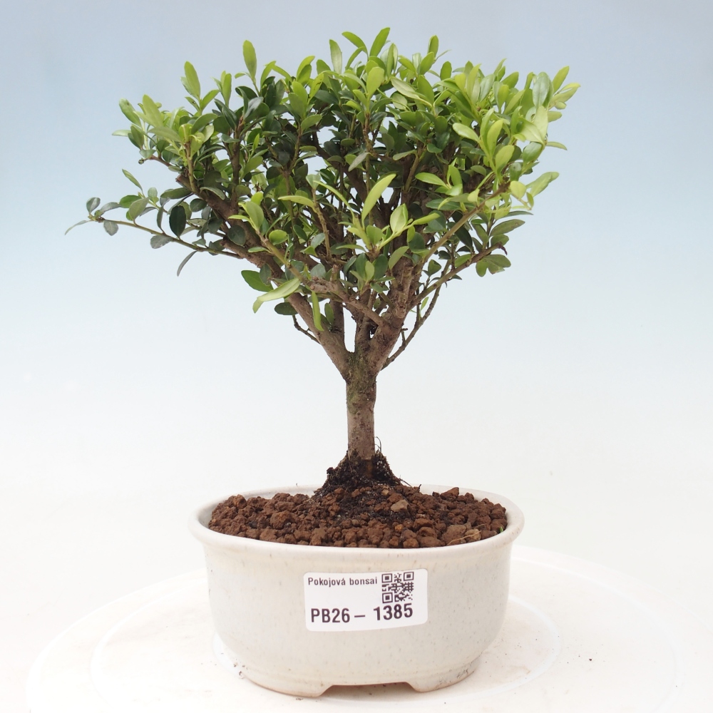 Szobai bonsai - Ilex crenata - Holly