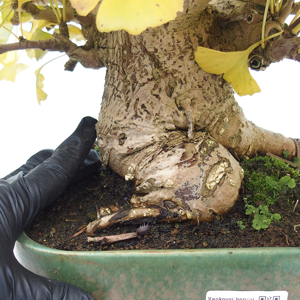 Kültéri bonsai - Ginkgo biloba - Ginkgo biloba