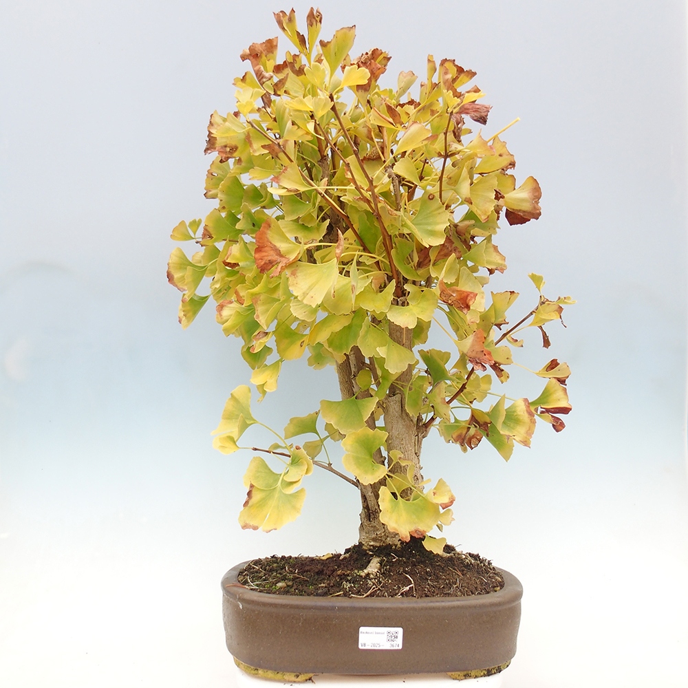 Kültéri bonsai - Ginkgo biloba - Ginkgo biloba