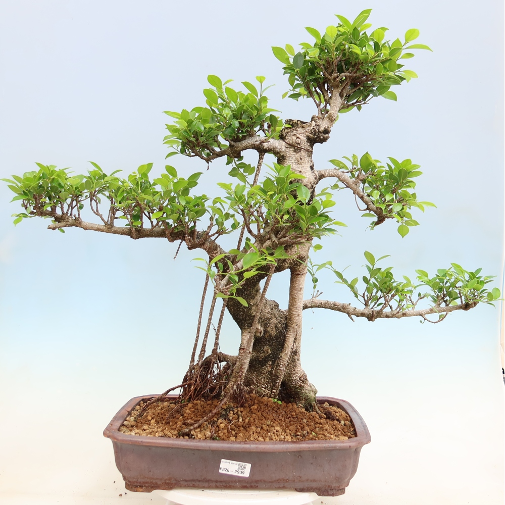 Szobai bonsai - Ficus kimmen - kislevelű fikusz