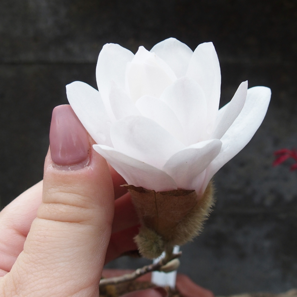 Kültéri bonsai - Magnolia stellata