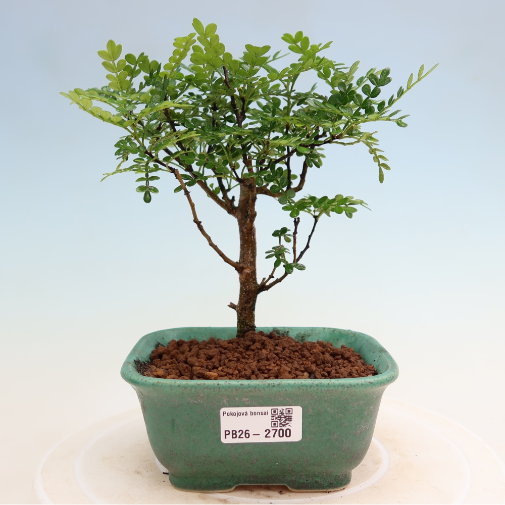 Szobai bonsai - Zantoxylum piperitum - borsfa