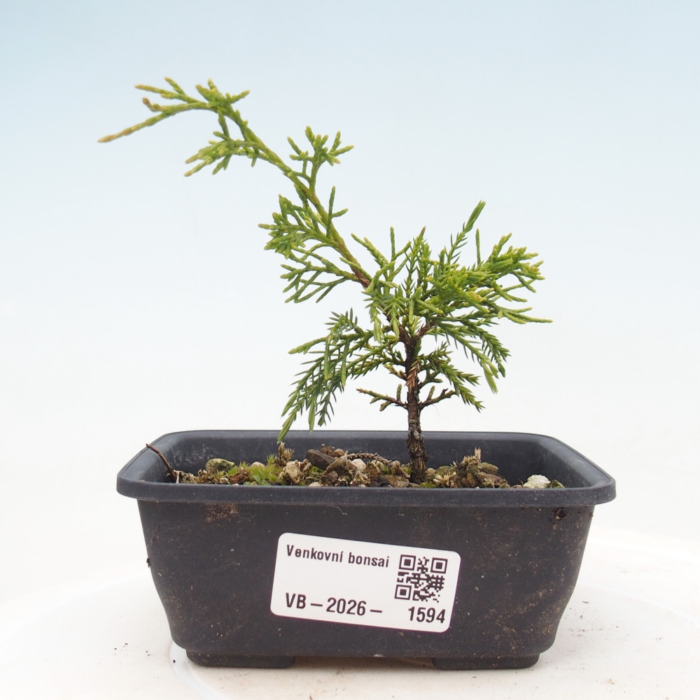 Kültéri bonsai - Juniperus chinensis Itoigawa
