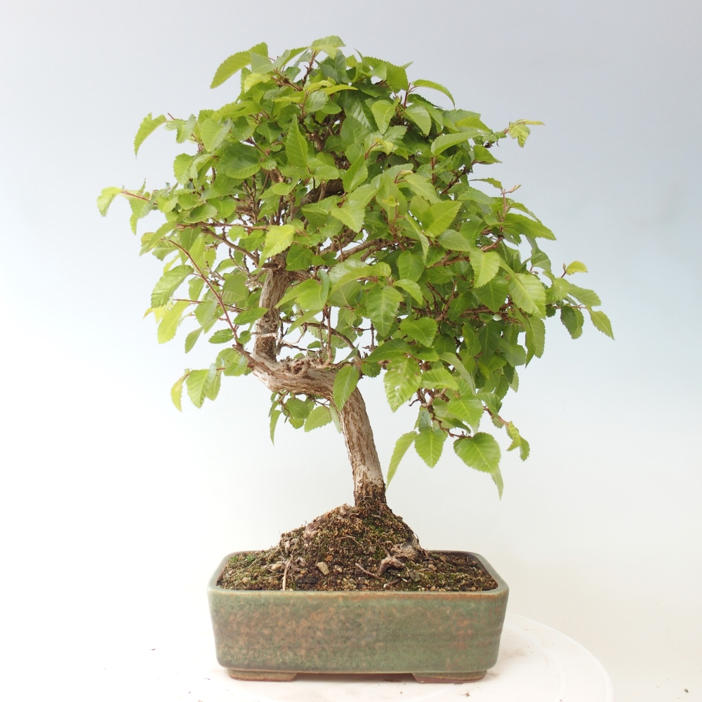 Kültéri bonsai -Carpinus CARPINOIDES - Koreai gyertyánfa