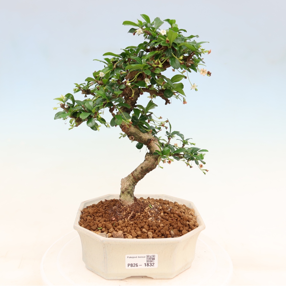 Szobai bonsai - Carmona macrophylla - Tea fuki
