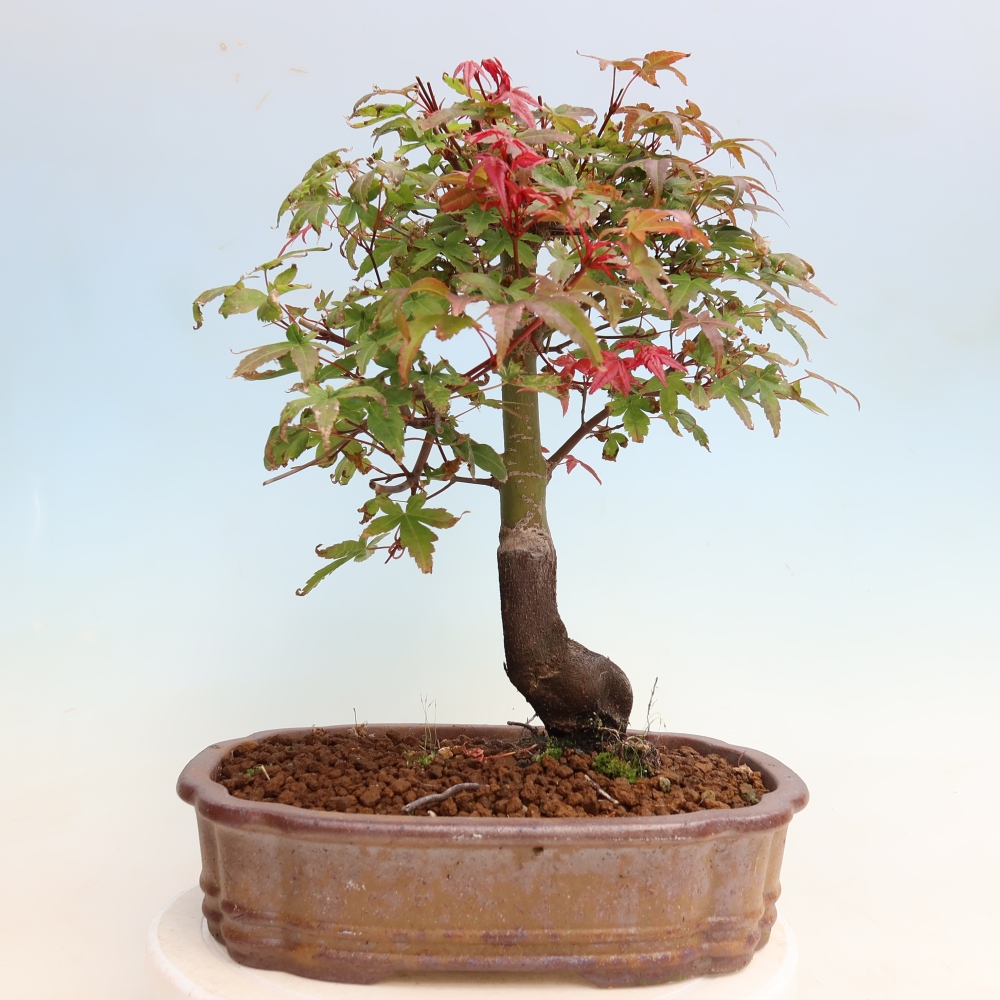 Kültéri bonsai - Acer palmatum DESHOJO
