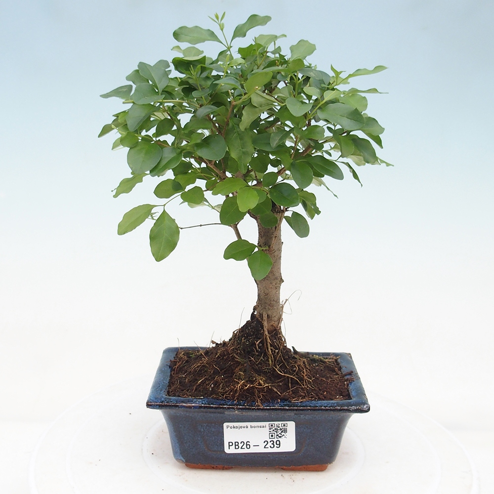 Szobai bonsai -Ligustrum chinensis - Madárcsőr