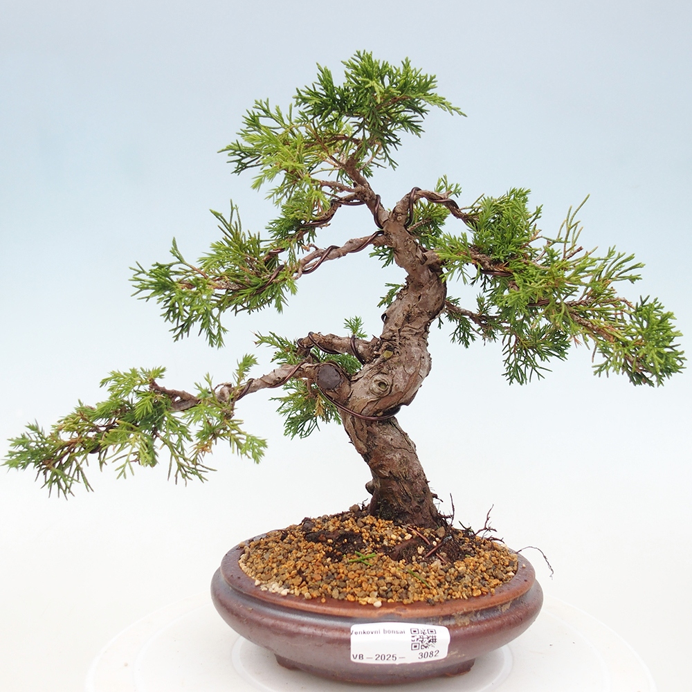 Kültéri bonsai - Juniperus chinensis Itoigawa