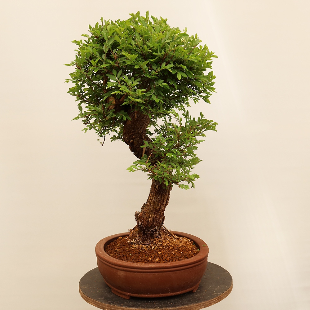 Kültéri bonsai - Zelkova - Zelkova NIRE