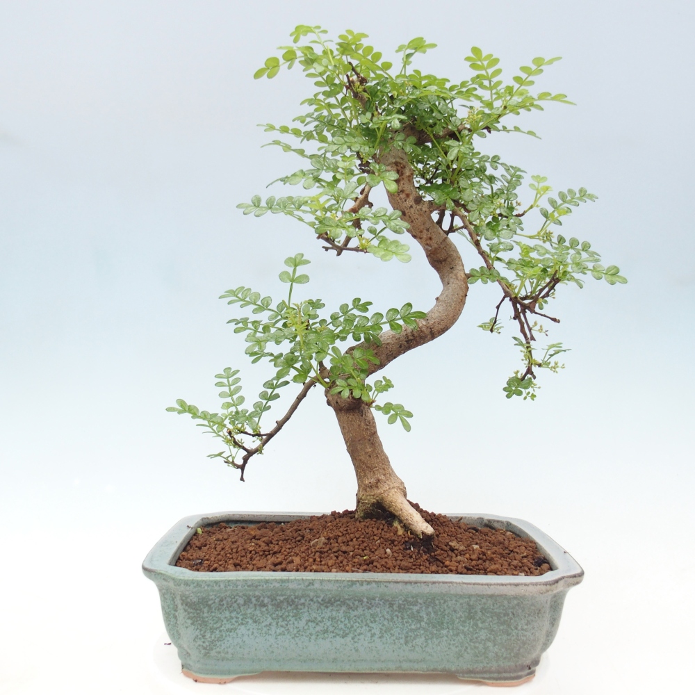 Szobai bonsai - Zantoxylum piperitum - borsfa