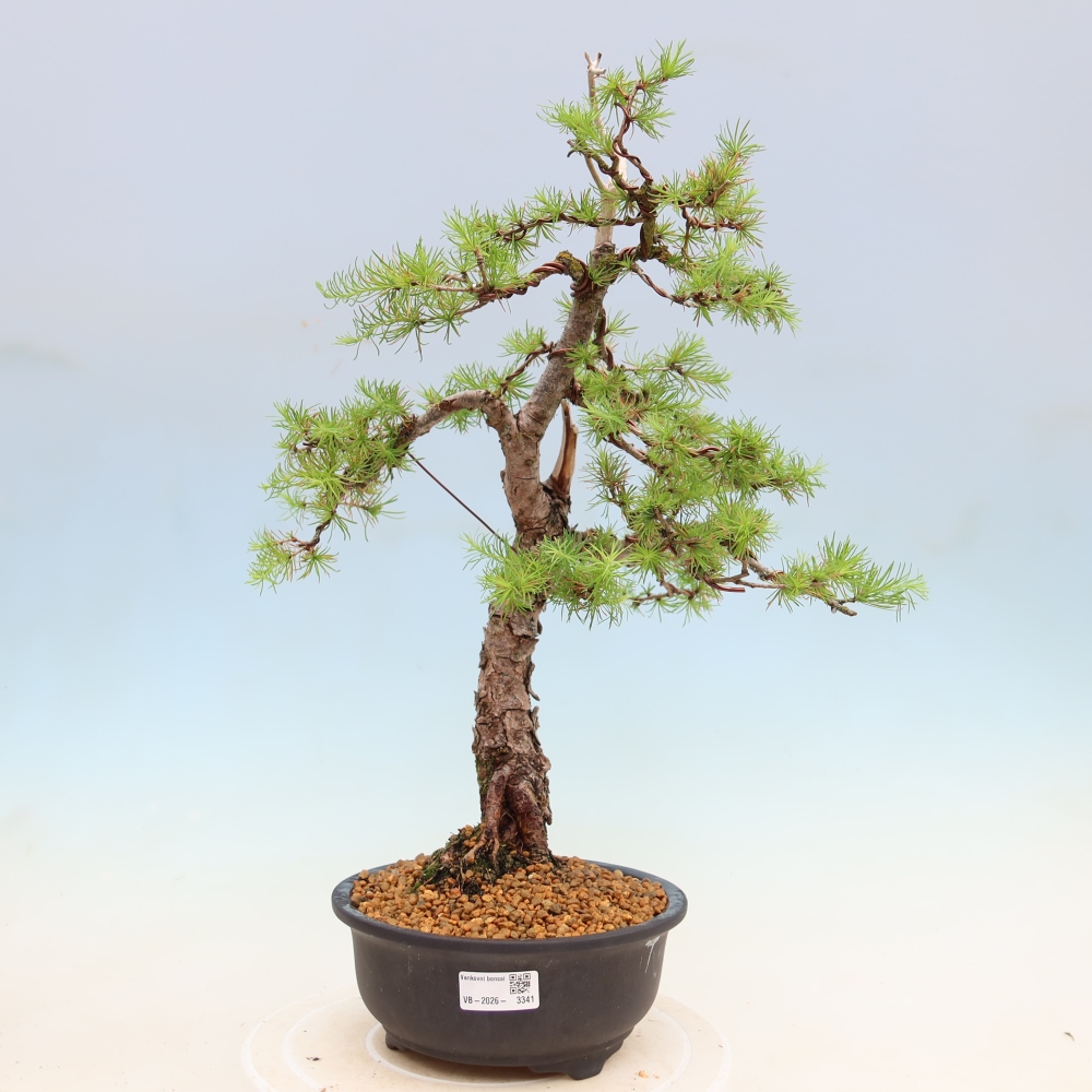 Kültéri bonsai - Larix decidua - vörösfenyő