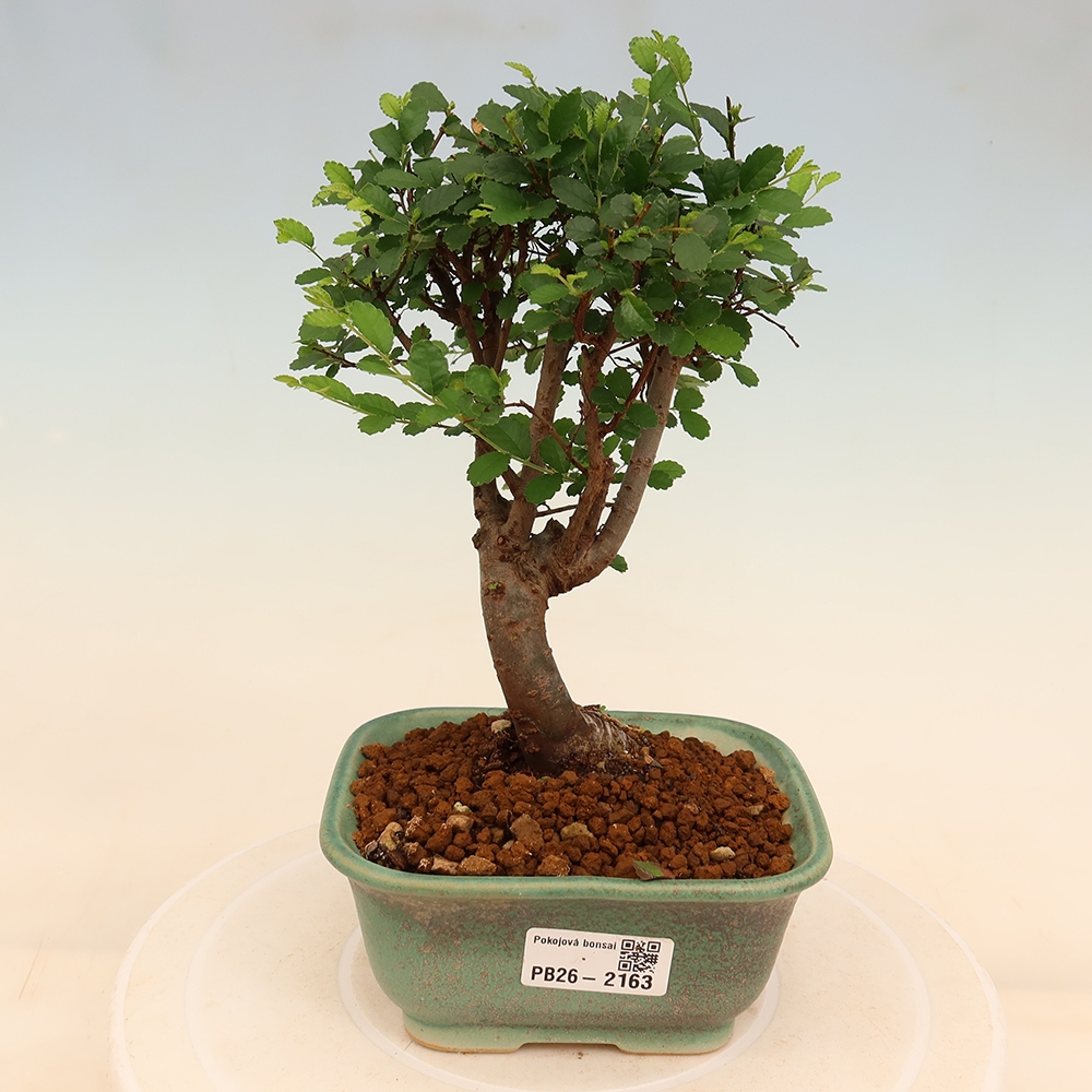 Szobai bonsai - Ulmus parvifolia - Kislevelű szilfa