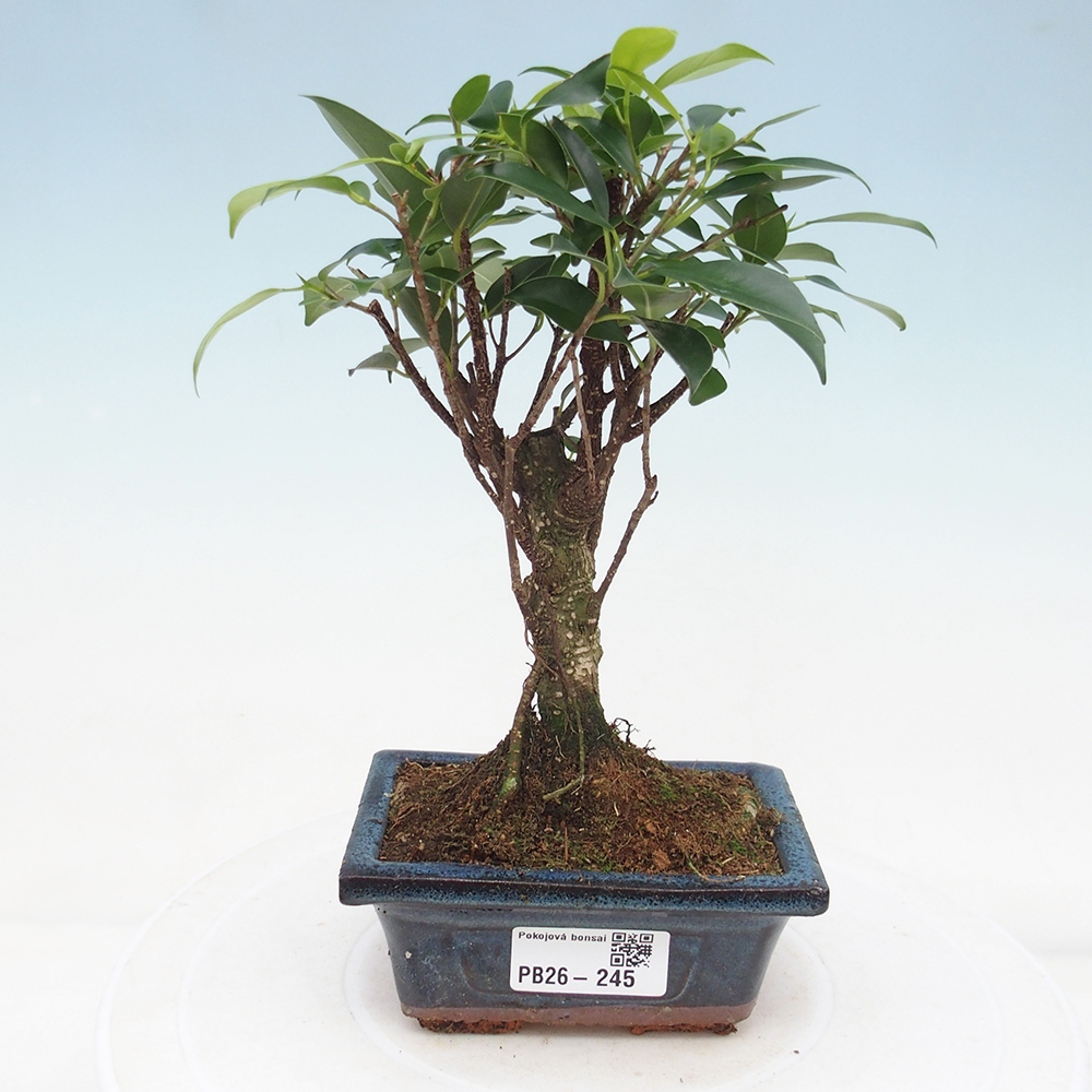 Szoba bonsai Ficus retusa kimmen