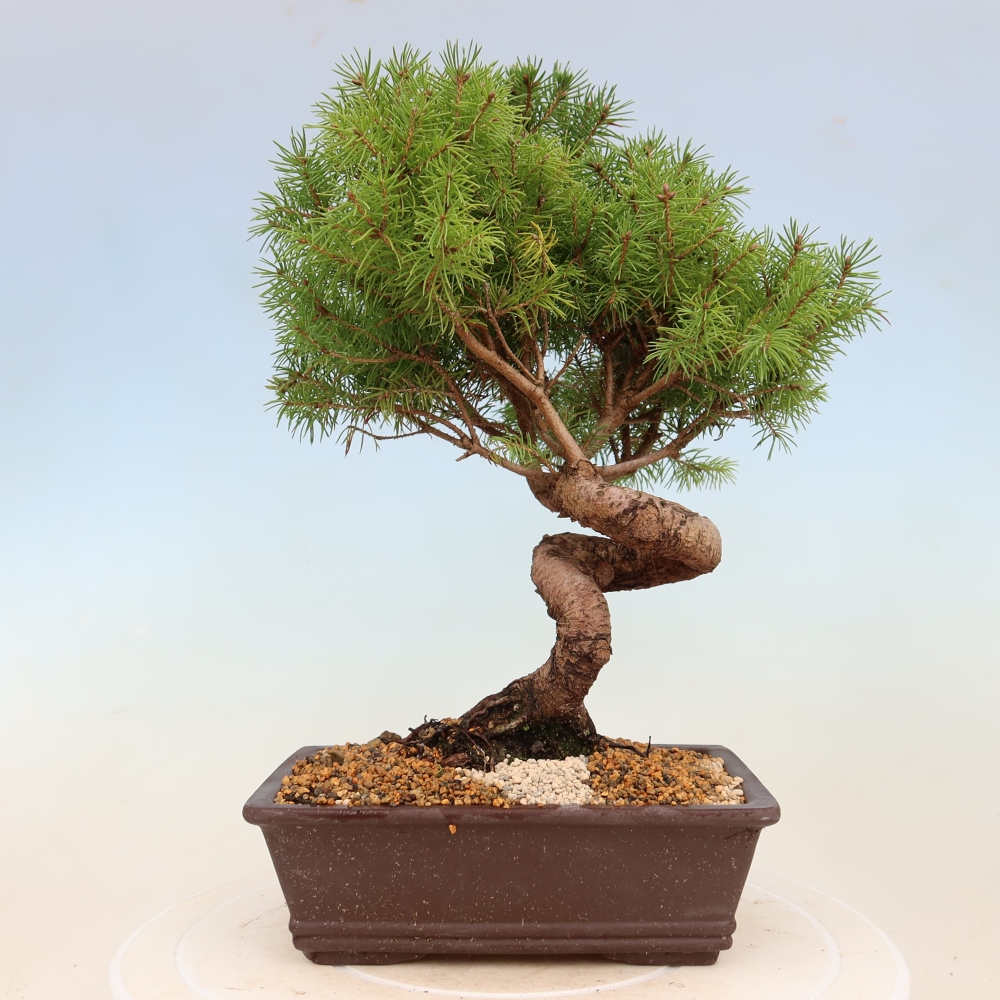 Kültéri bonsai - lucfenyő - Picea glauca globe