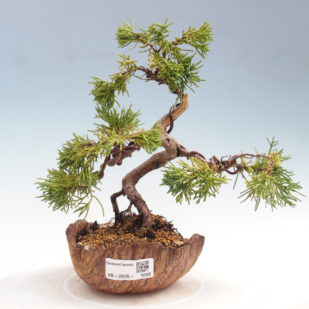 Kültéri bonsai - Juniperus chinensis Kishu