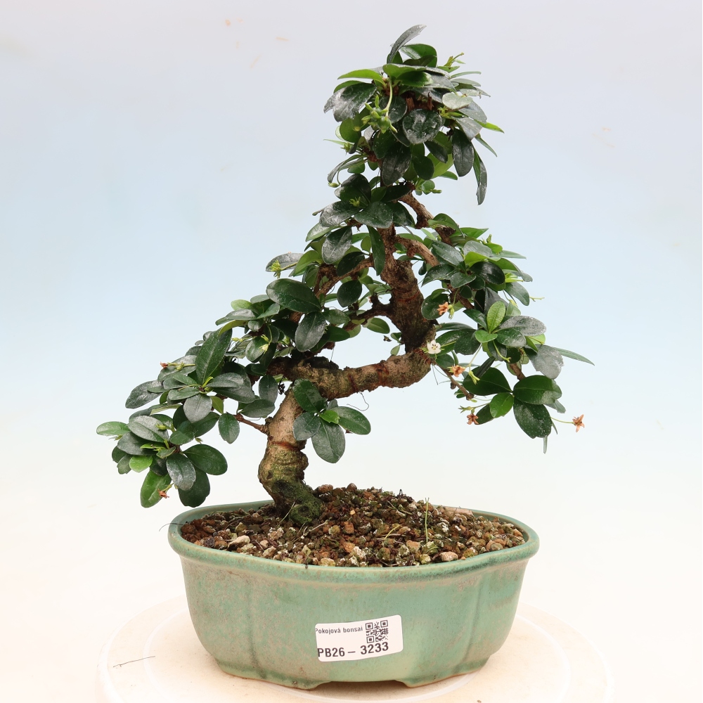 Szobai bonsai - Carmona macrophylla - Tea fuki